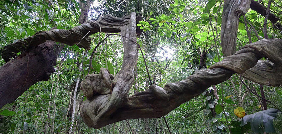 Thermal Tech Reveals Panama Wildlife
