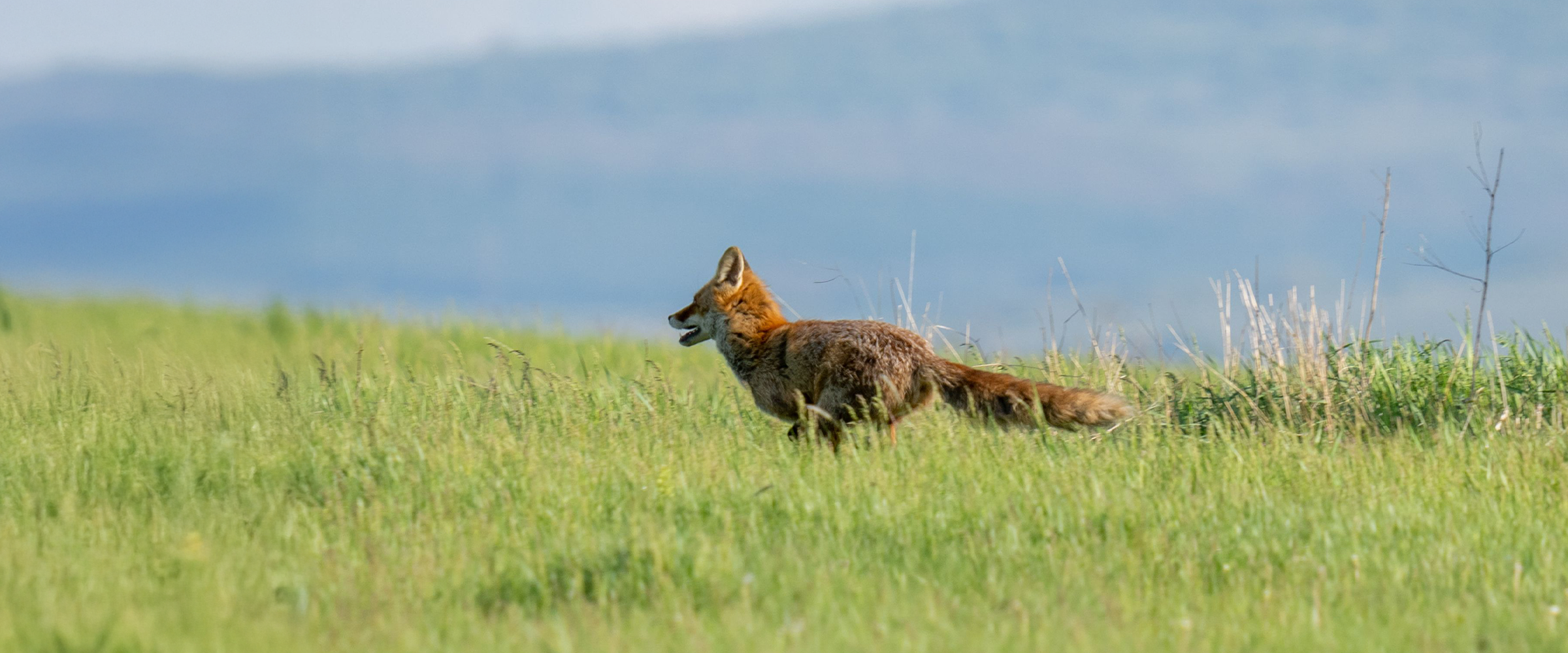 Foxing