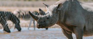Animal Conservation