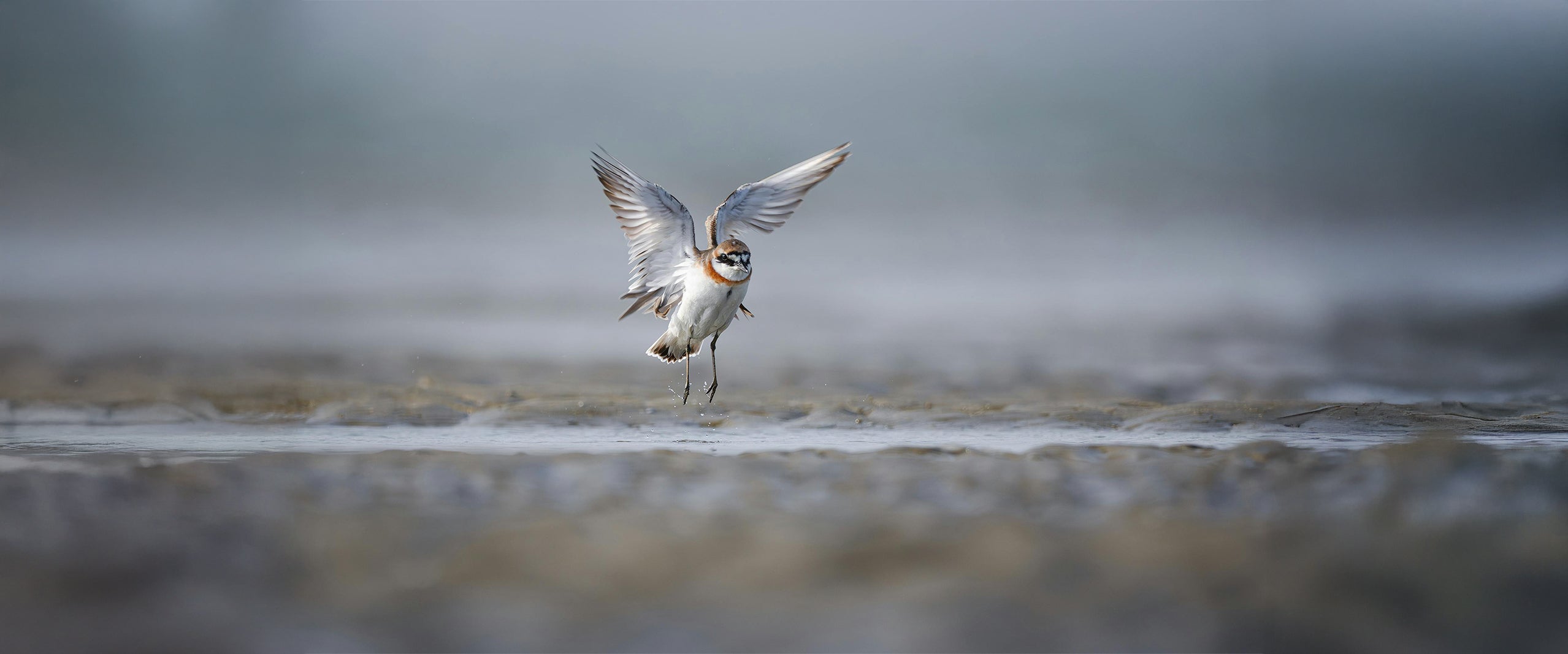HIKMICRO Shore Birding